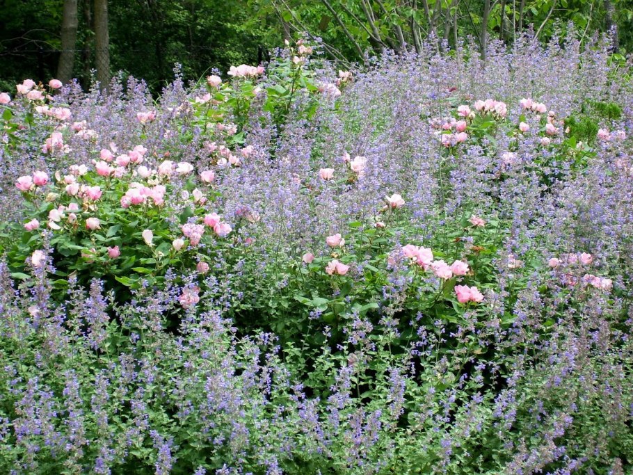 Котовник фассена на клумбе