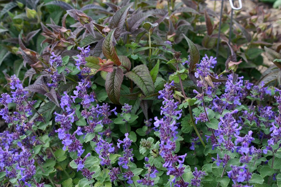 Котовник (nepeta)