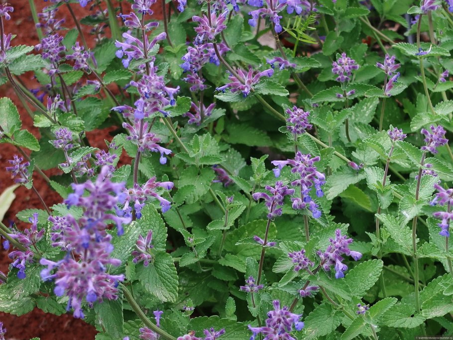 Котовник мусина