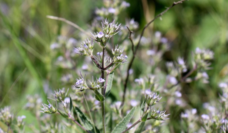 Котовник мелкоцветный