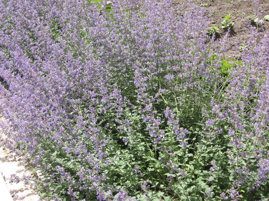 Котовник голубой ковёр