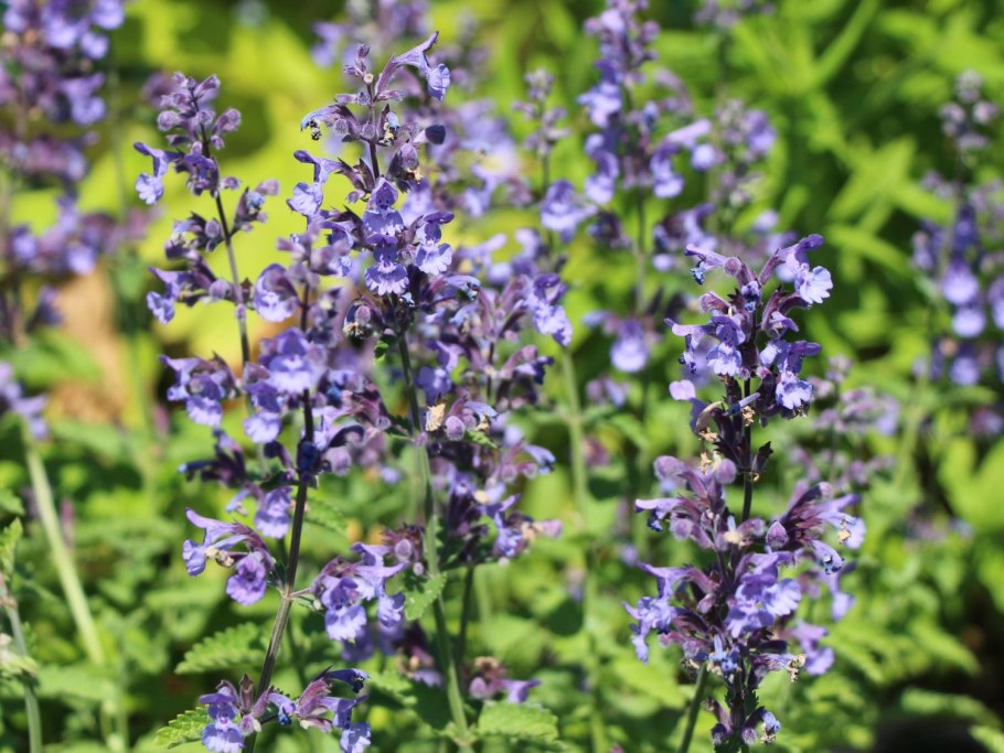 Котовник фассена nepeta faassenii