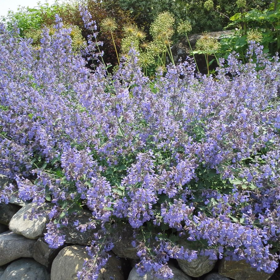 Котовник фассена kit cat