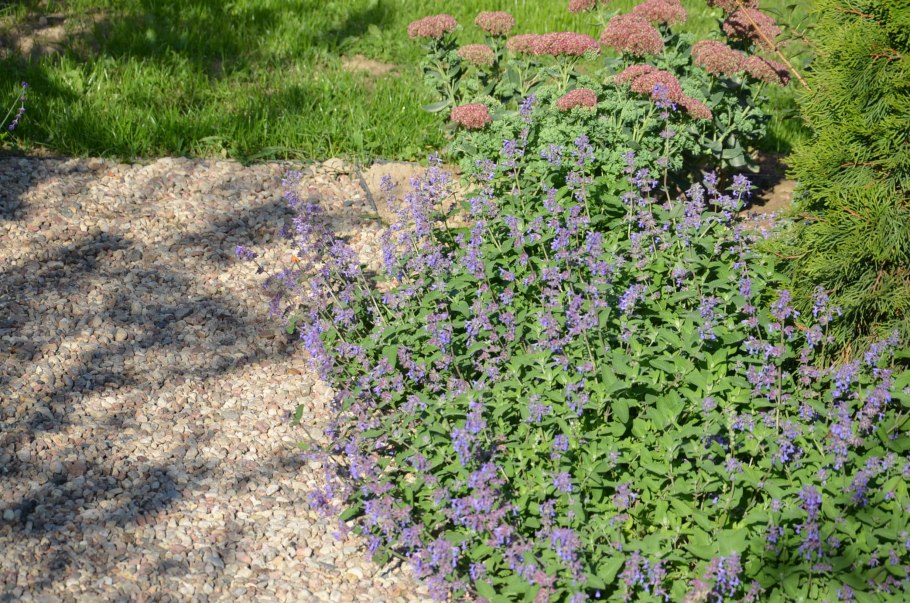 Фассена отзывы