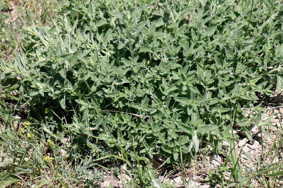 Котовник мелкоцветный