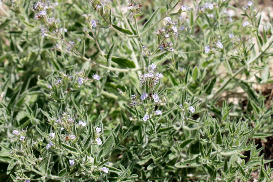 Котовник мелкоцветный