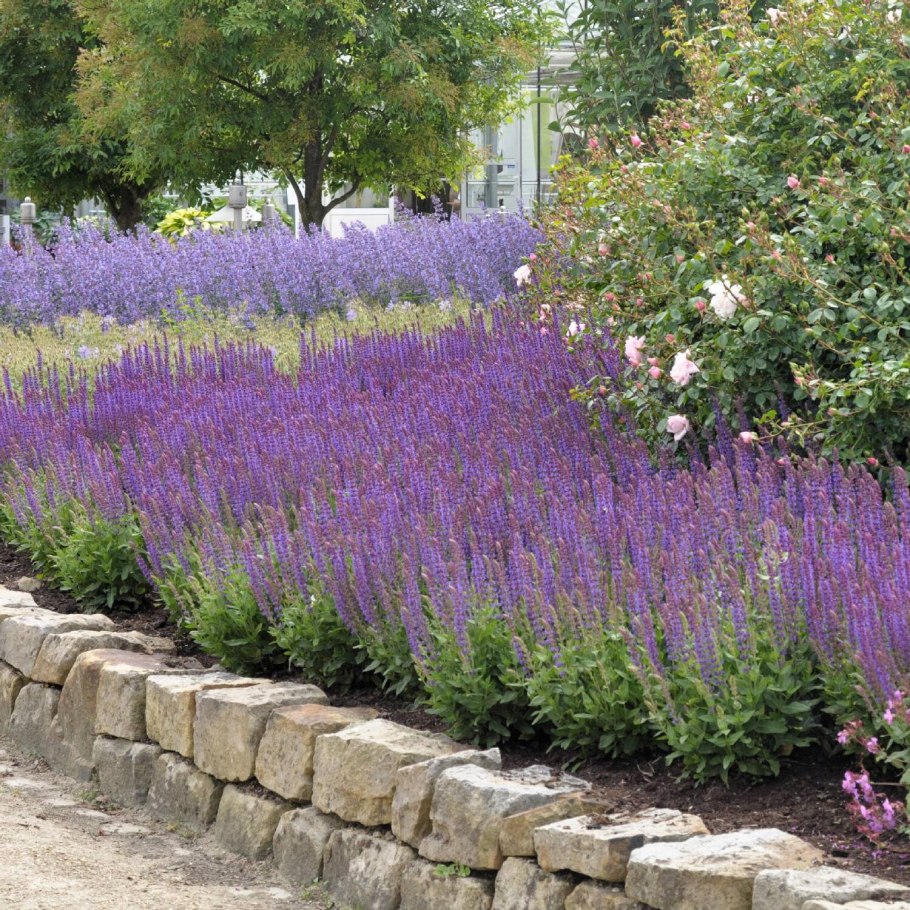 Шалфей дубравный salvia nemorosa