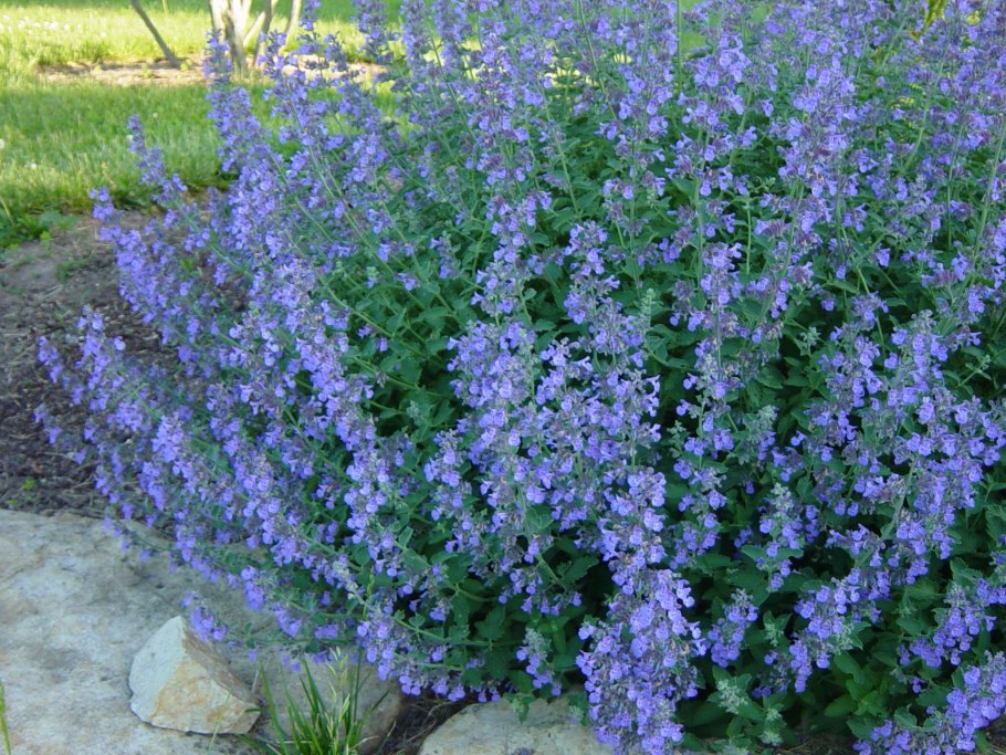 Котовник фассена nepeta faassenii