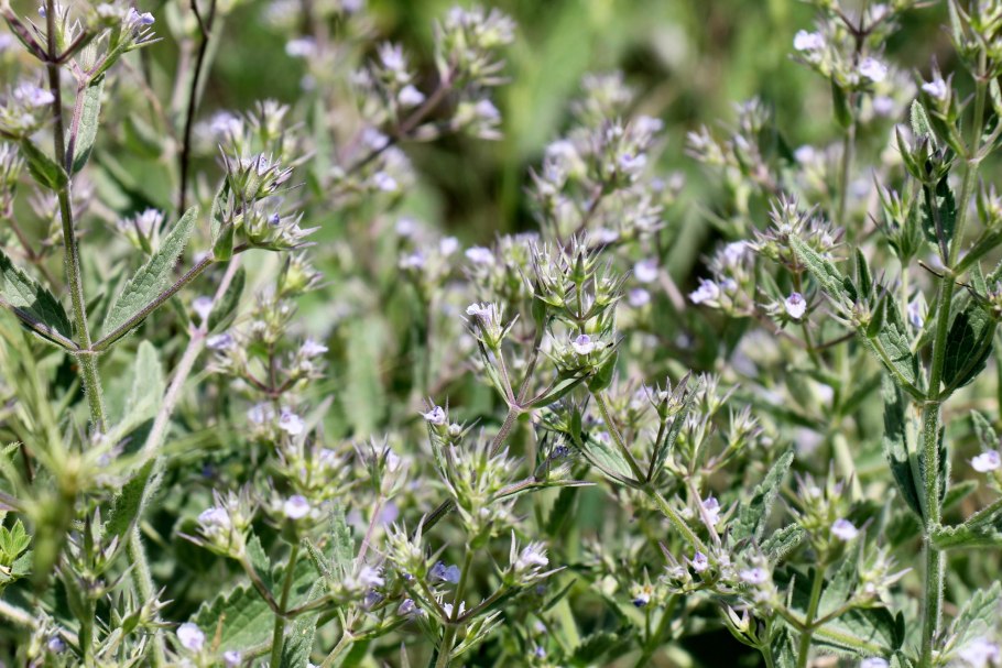 Мочегонное вербовник мелкоцветный