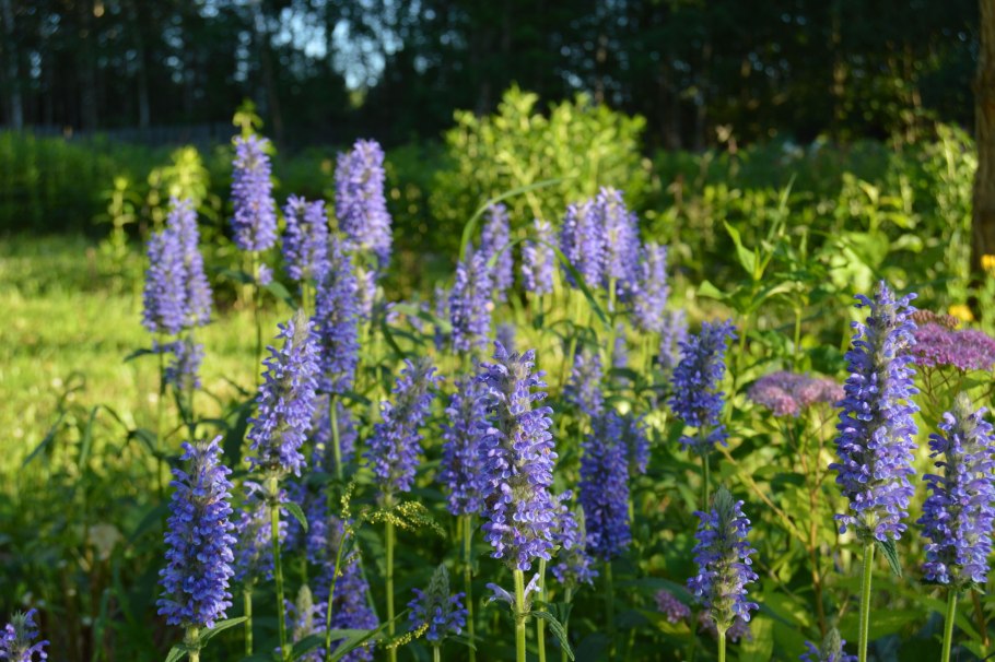 Котовник Фассена Blue Wonder