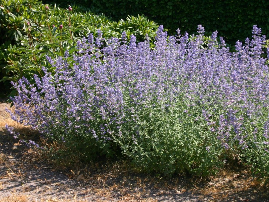 Котовник фассена сикс хиллз жиант