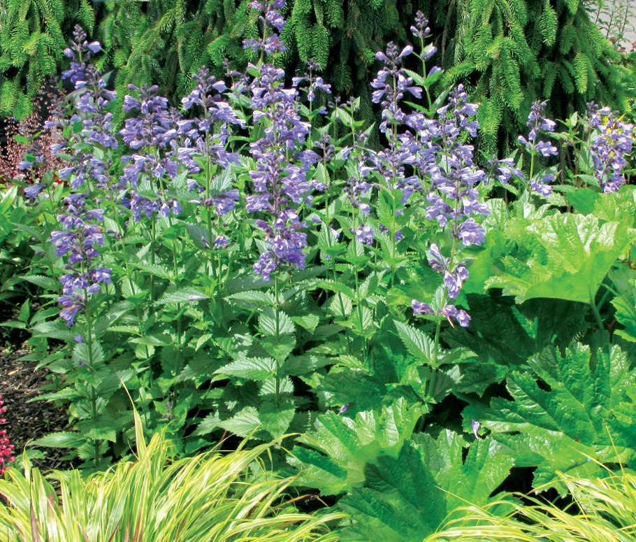 Котовник блю драгон