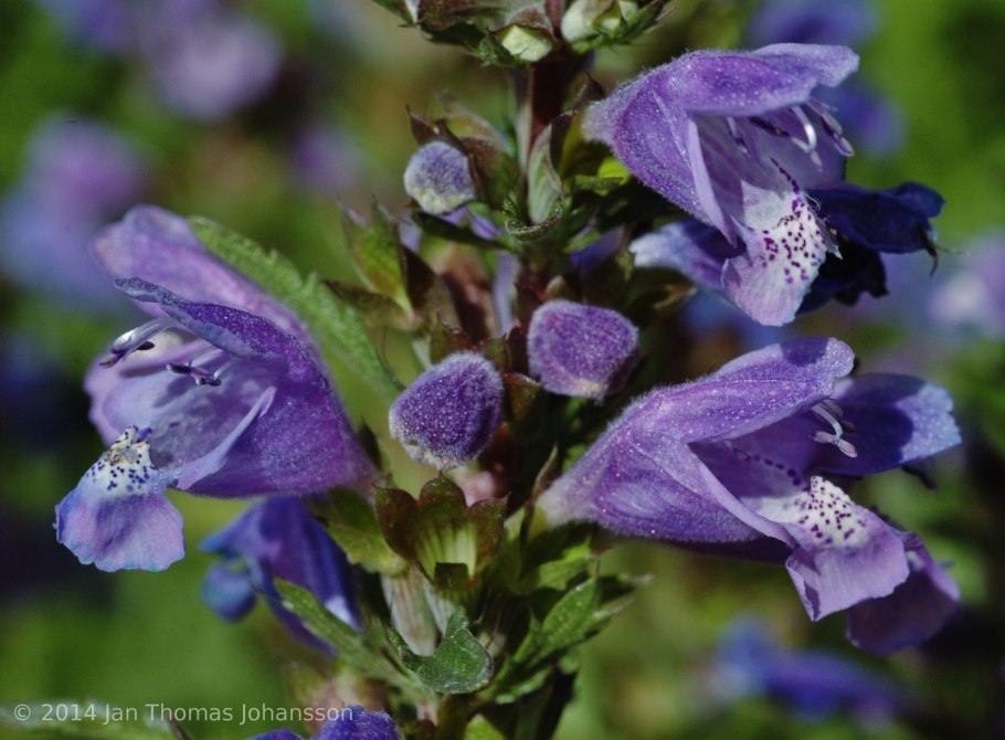 Шалфей Дубравный (Сальвия) Блаухугель