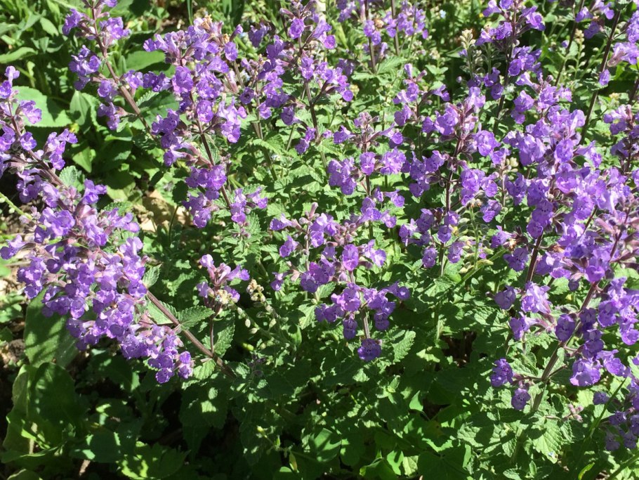 Котовник (nepeta)