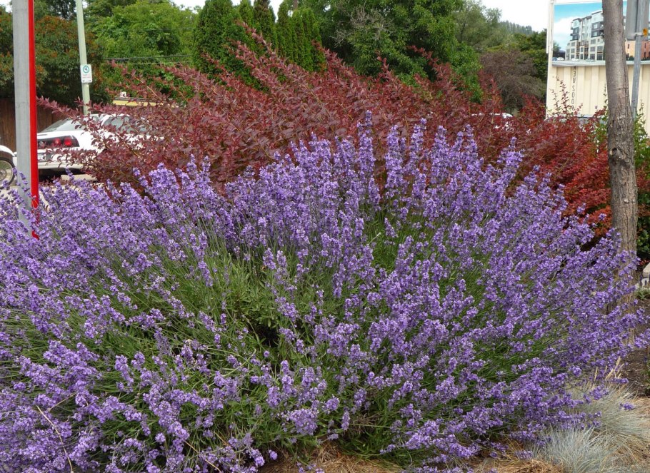 Иссоп узколистный