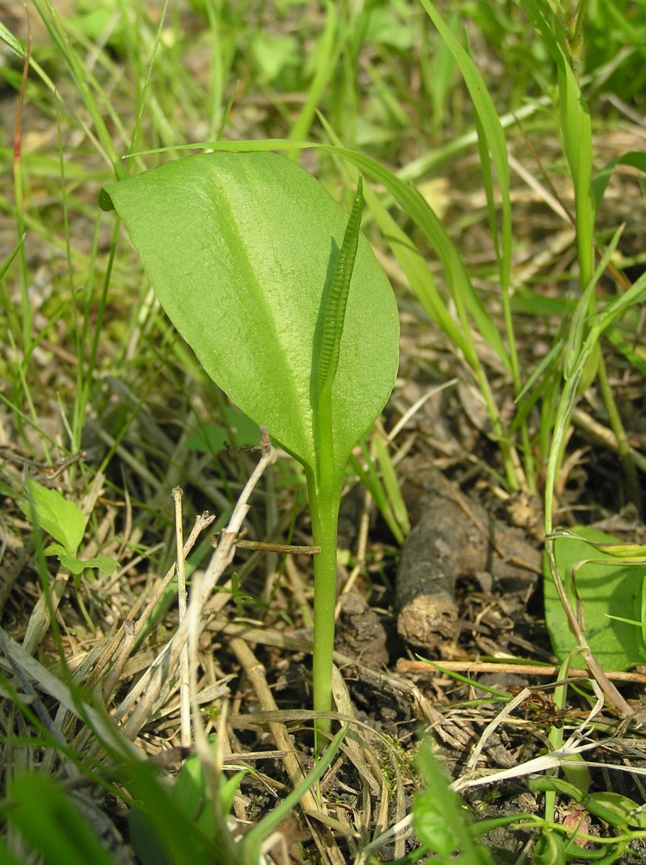 Папоротник ужовник