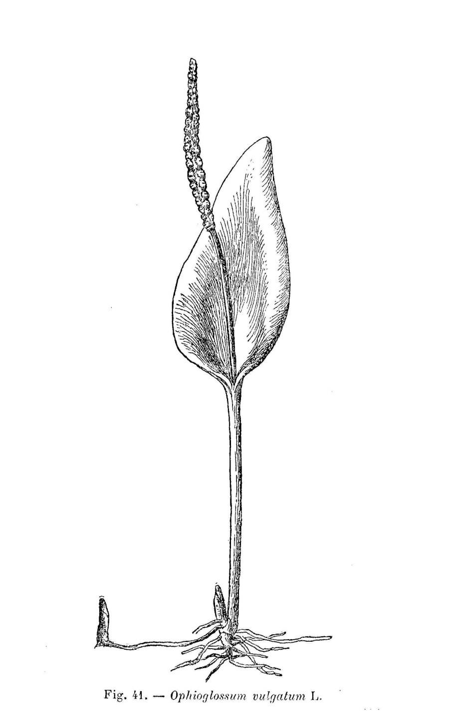 Ophioglossum vulgatum