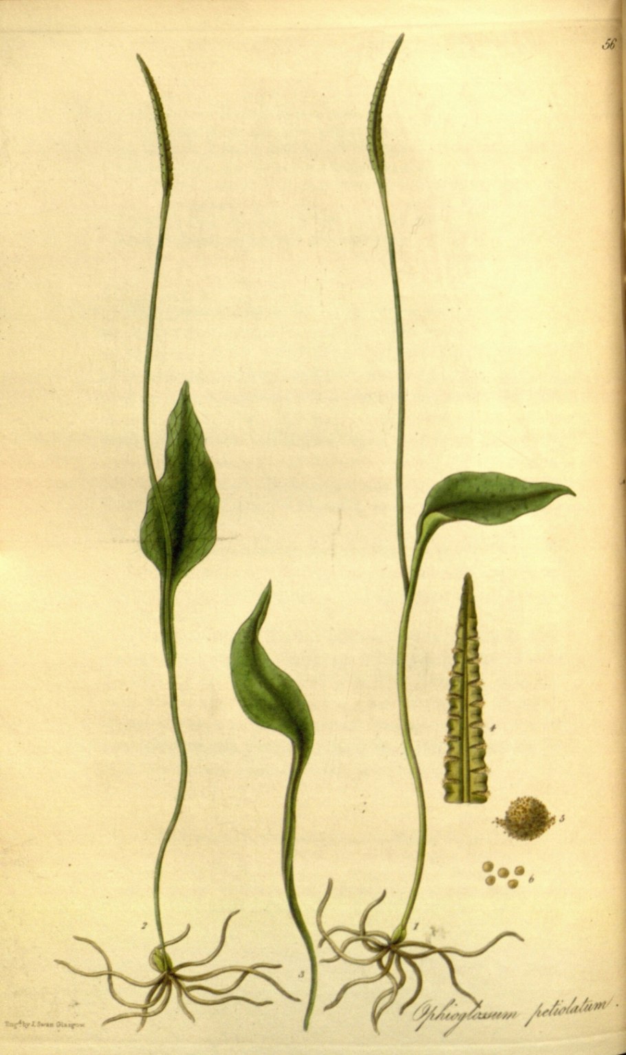 Otrixium (Botrychium),