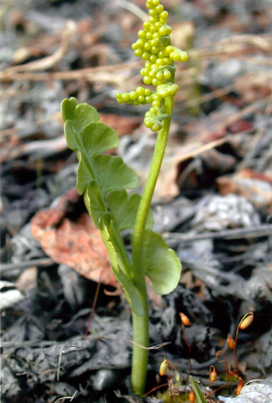 Ужовник обыкновенный онтогенез