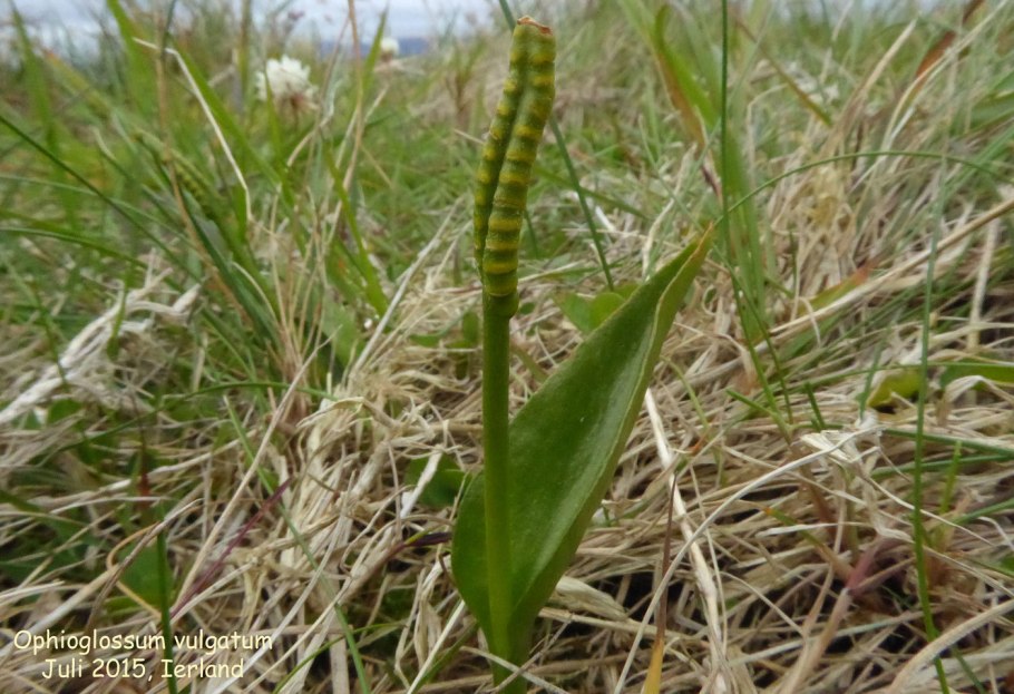 Ophioglossum vulgatum - ужовник обыкновенный