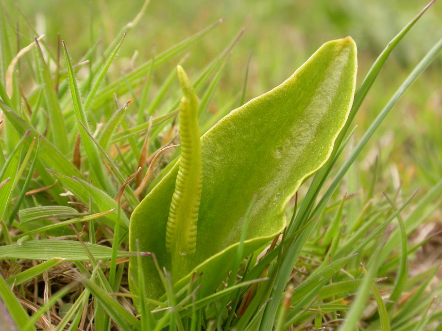 Папоротник ужовник