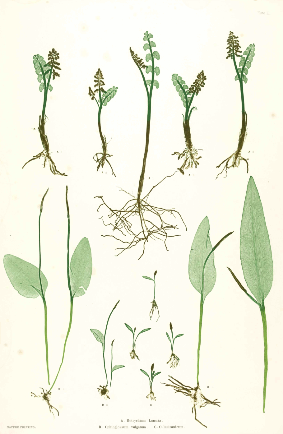 Гроздовник полулунный эуспорангиевый