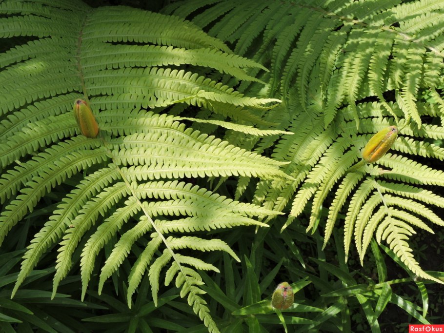 Ужовниковые папоротники