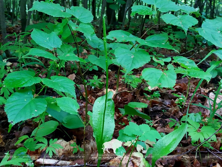 Беловежская пуща растения
