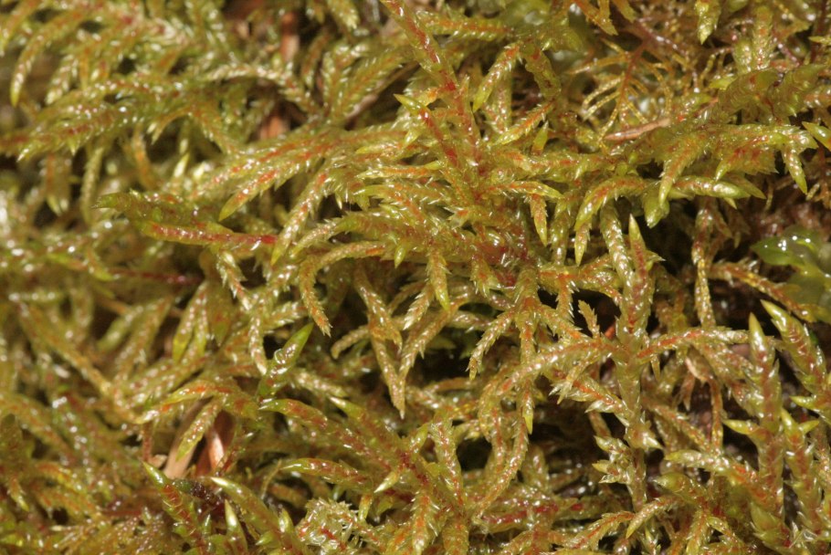 Плевроциум стебель