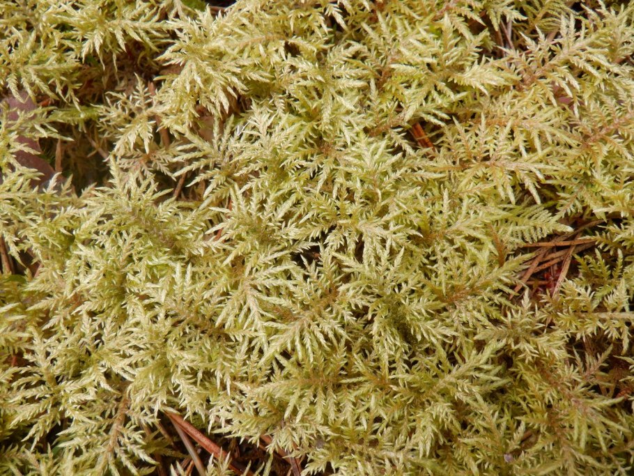 Мох Шребера