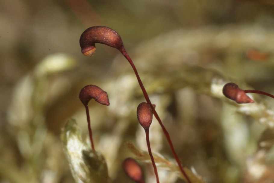 Материнская плата MSI 865gvm2-LS