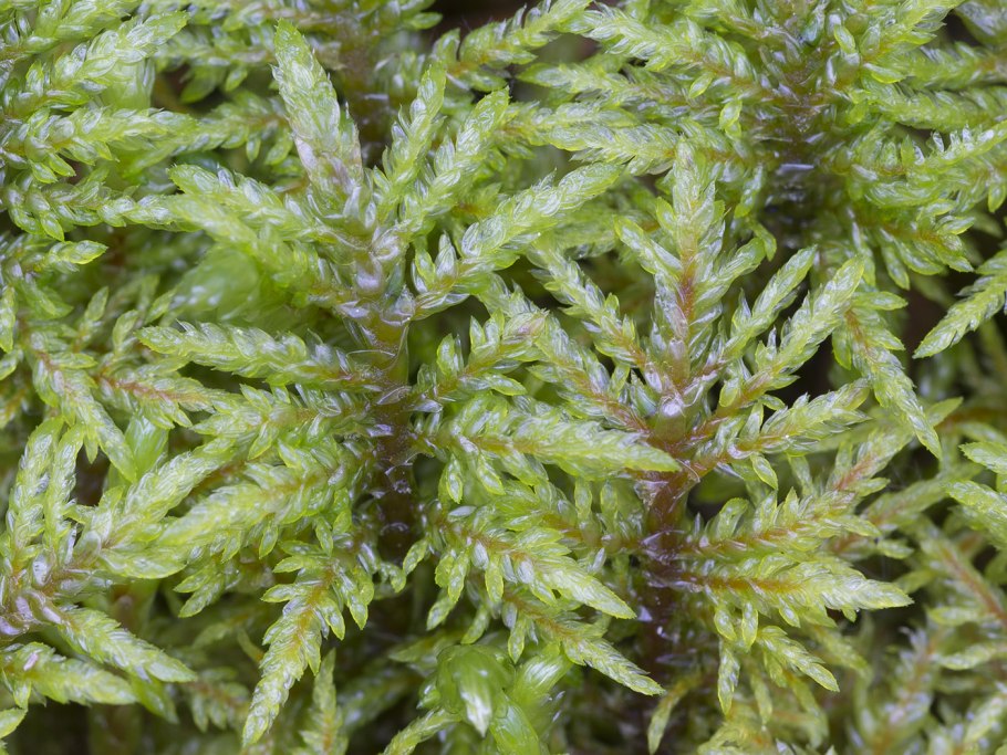 Гилокомиум Спленденс