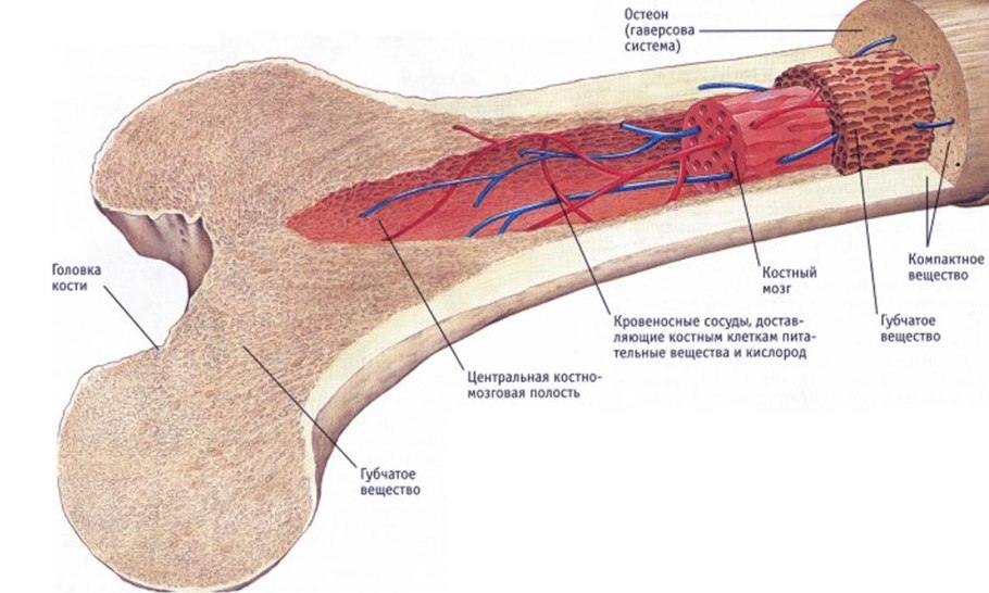 Губчатое вещество костный мозг