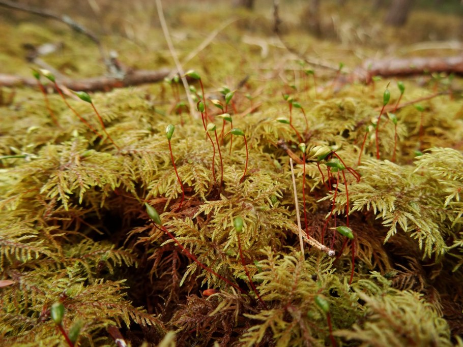Гилокомиум блестящий