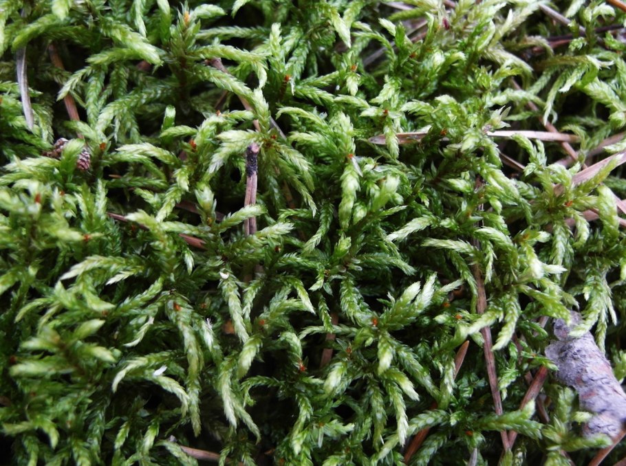 Rhytidiadelphus triquetrus мох