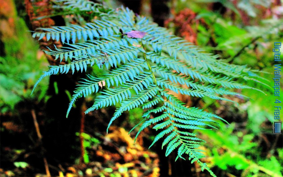 Морской папоротник