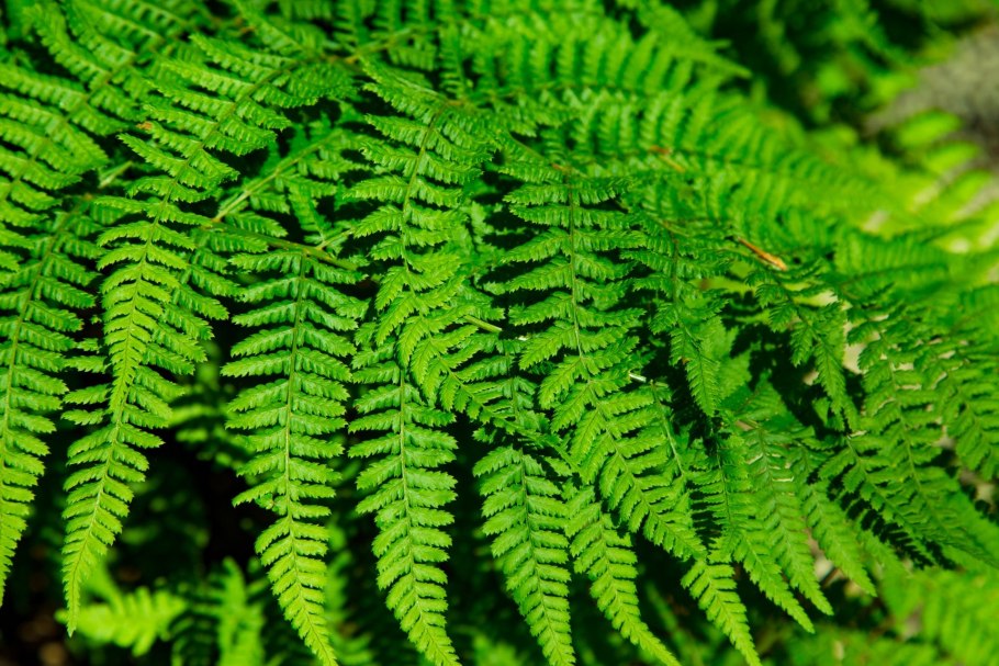 Папоротник small Leaf