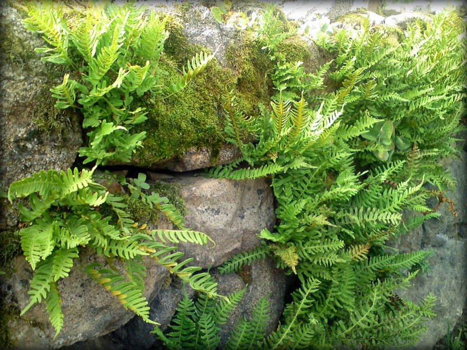 Папоротник нарвов