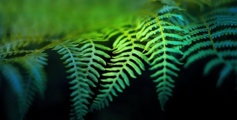 Папоротник дальневосточный