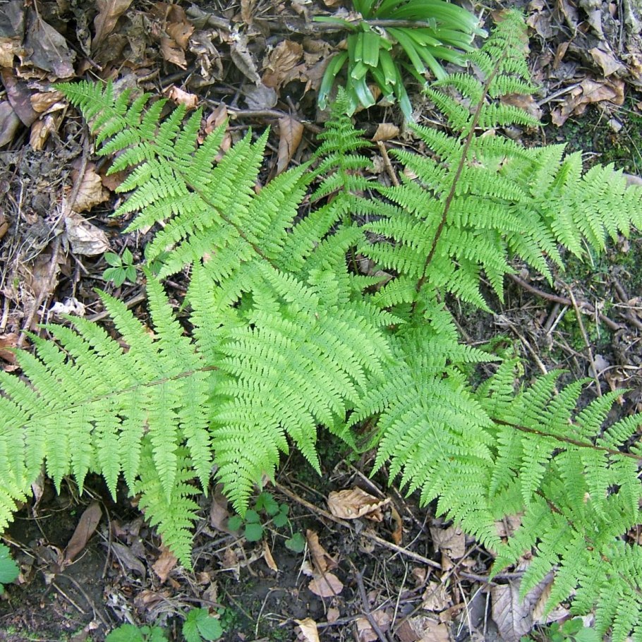 Athyrium filix femina