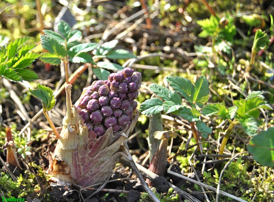 Белокопытник гибридный (Petasítes hýbridus)