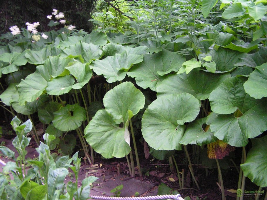 Белокопытник гибридный (Petasítes hýbridus)