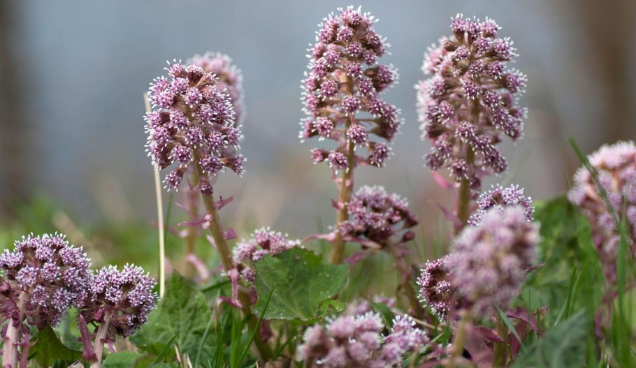 Белокопытник (Petasites)
