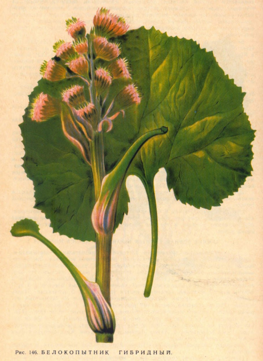 Белокопытник Petasites hybridus
