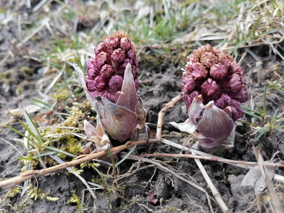 Белокопытник (Petasites)