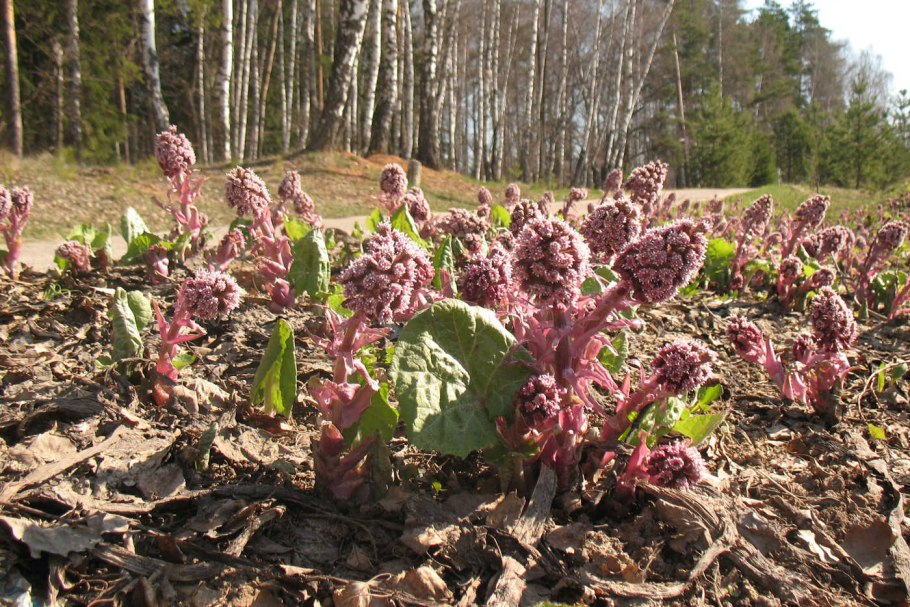 Белокопытник (Petasites)
