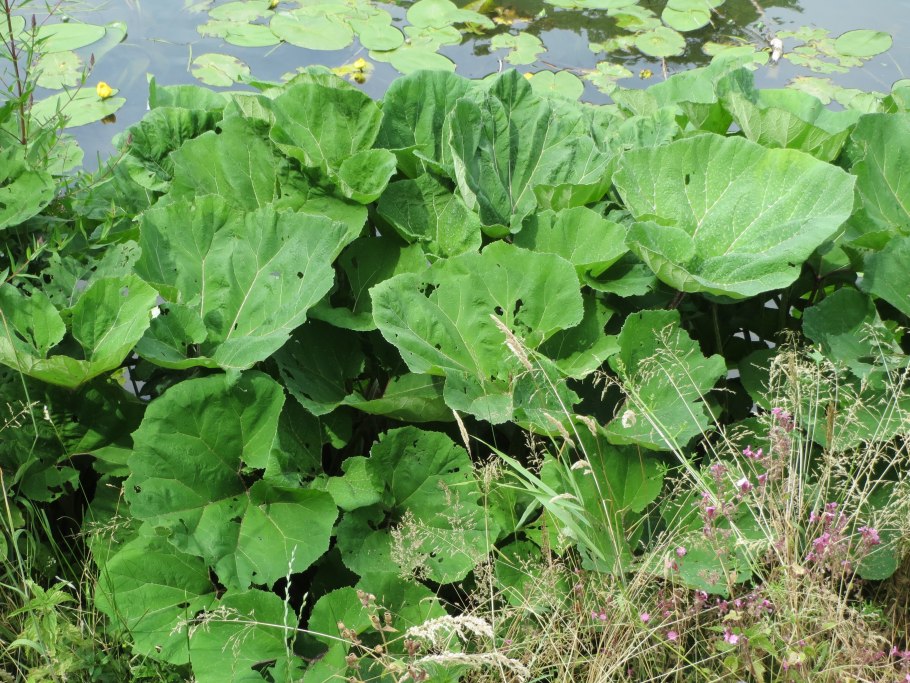 Белокопытник гибридный (Petasítes hýbridus)