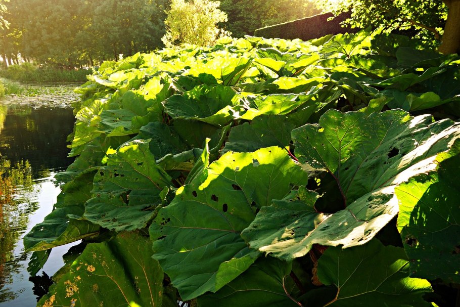 Белокопытник (Petasites)