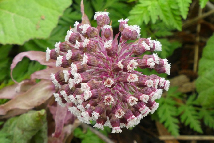 Белокопытник Petasites hybridus