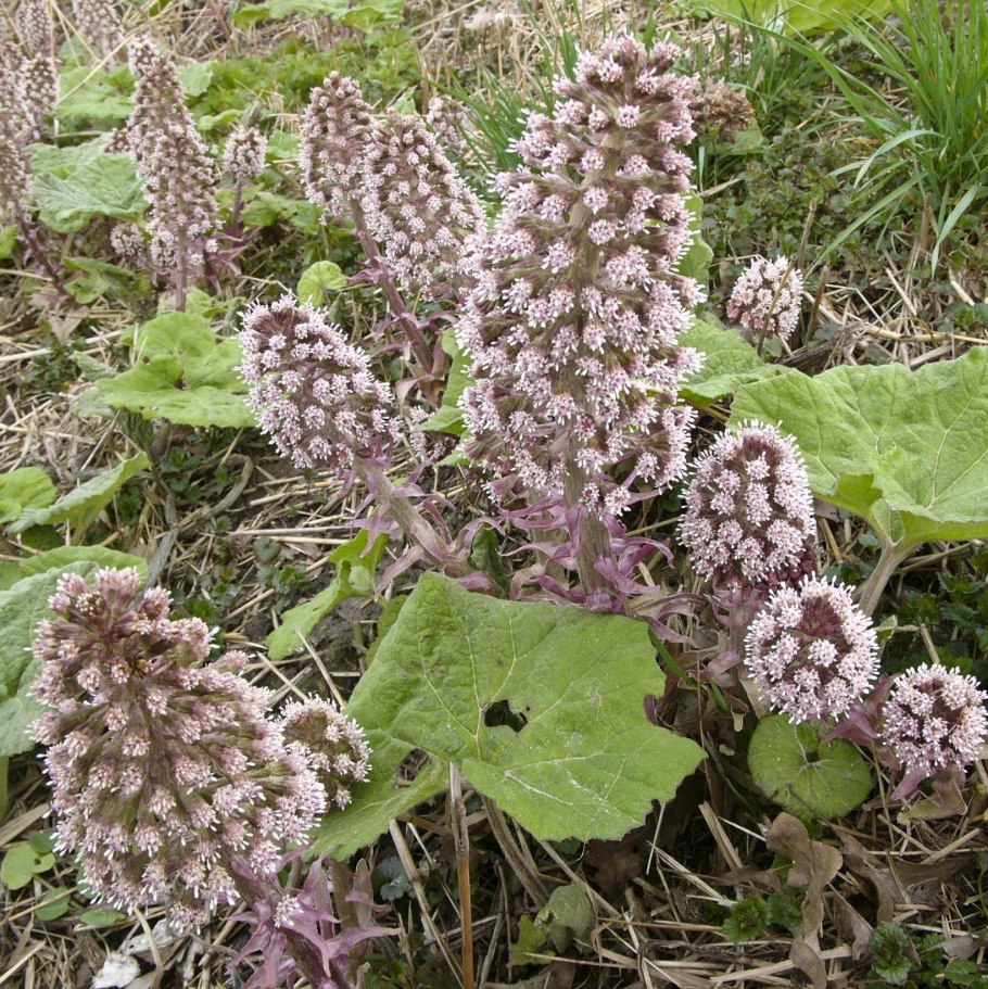 Белокопытник (Petasites)